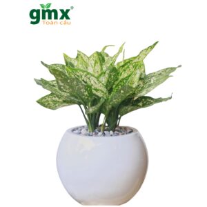 Alternative view of CÂY NGỌC NGÂN (VALENTINE)-"Bộ Khuếch tán Ánh sáng Tự nhiên & Sự Hài hòa Thị giác"