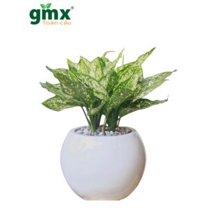 CÂY NGỌC NGÂN (VALENTINE)-"Bộ Khuếch tán Ánh sáng Tự nhiên & Sự Hài hòa Thị giác"