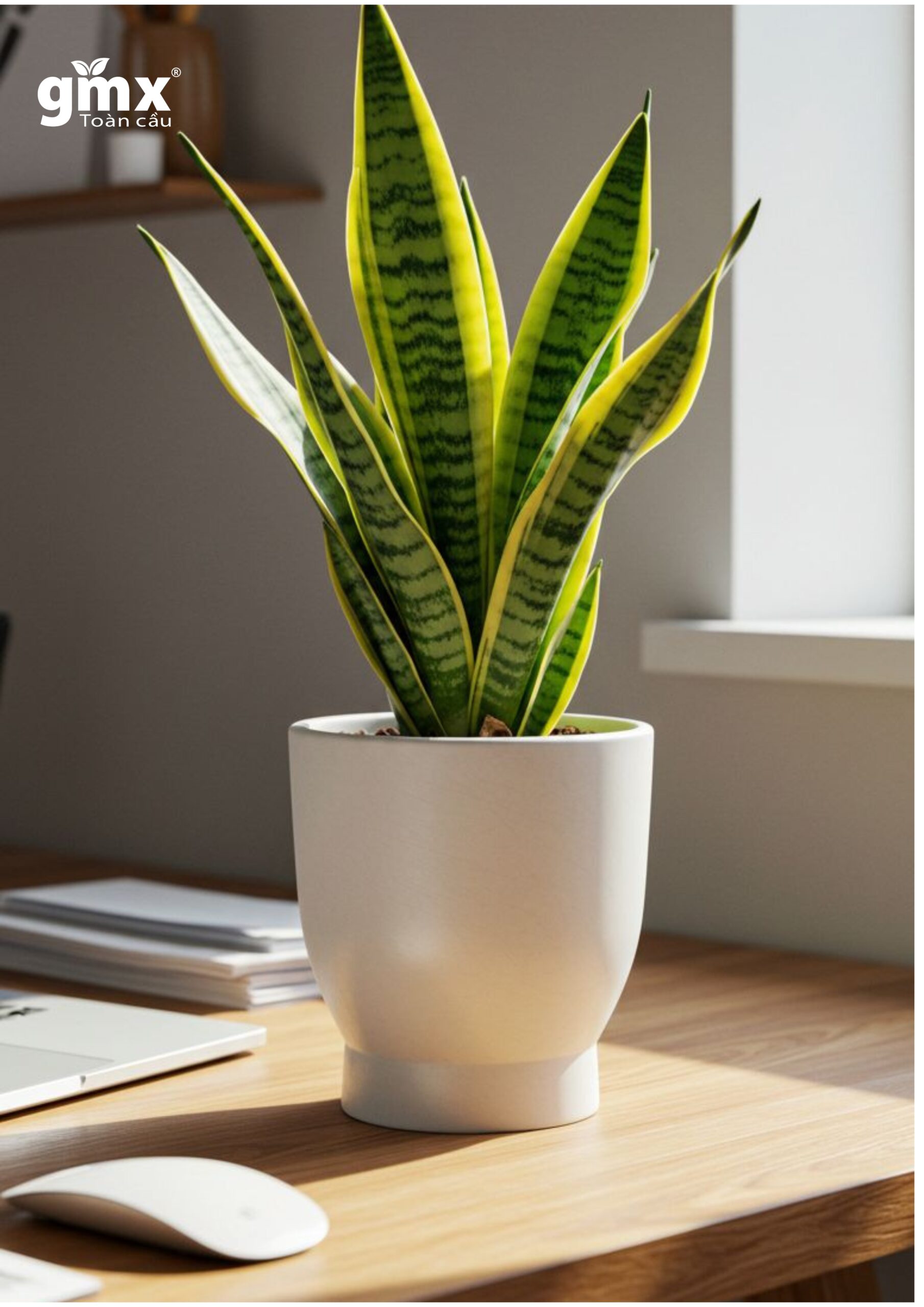 CÂY LƯỠI HỔ (SNAKE PLANT) -“Nhà máy Oxy sinh học ban đêm & Chuyên gia Ion âm”