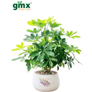 CÂY NGŨ GIA BÌ (SCHEFFLERA)-"Khắc tinh Sinh học của Muỗi & Liệu pháp Mùi hương Tự nhiên"