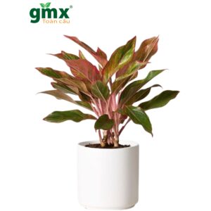 CÂY PHÚ QUÝ (AGLAONEMA RED)-"Sắc đỏ Thịnh vượng & Năng lượng Tích cực"