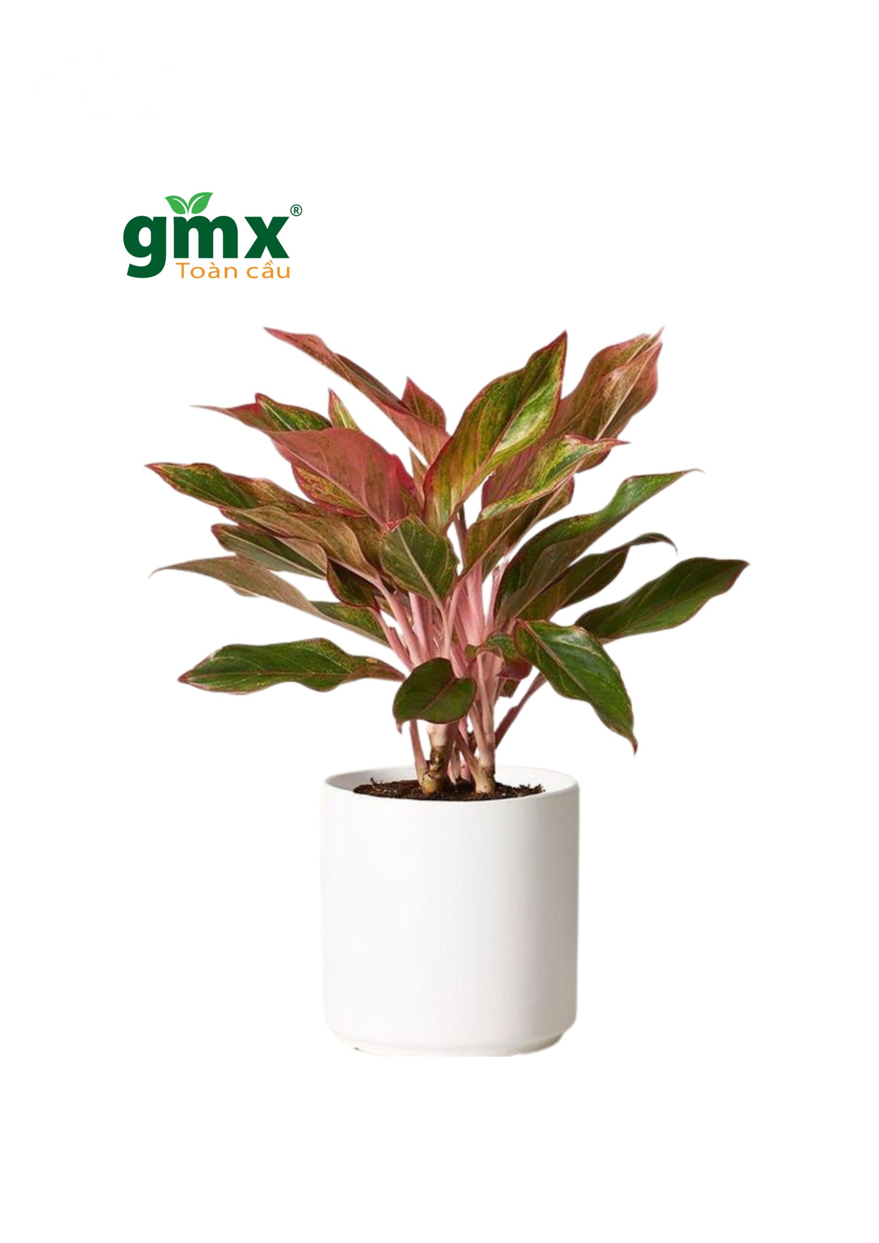 CÂY PHÚ QUÝ (AGLAONEMA RED)-"Sắc đỏ Thịnh vượng & Năng lượng Tích cực"