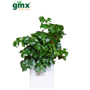 CÂY HẠNH PHÚC (CHINA DOLL)-"Nhà máy Oxy Mật độ cao & Liệu pháp Fractal cho Não bộ"