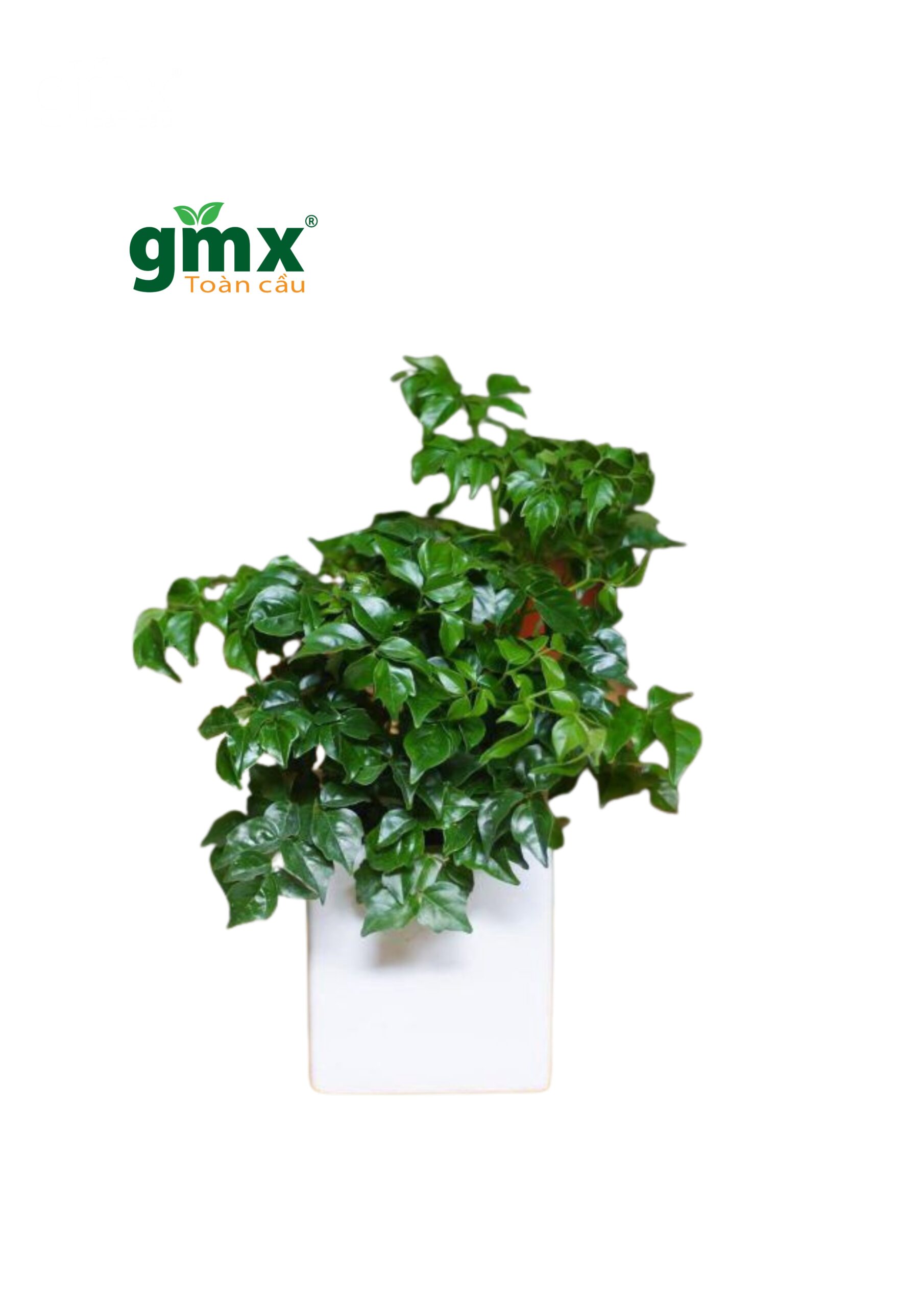 CÂY HẠNH PHÚC (CHINA DOLL)-"Nhà máy Oxy Mật độ cao & Liệu pháp Fractal cho Não bộ"