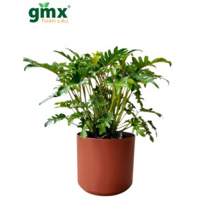 CÂY TRẦU BÀ THANH XUÂN-"Kiệt tác Điêu khắc Sinh học & Hệ thống Lọc khí Cộng sinh Đa tầng"