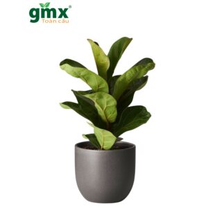 CÂY BÀNG SINGAPORE (FIDDLE LEAF FIG) - "Lá chắn Bụi mịn PM2.5 & Biểu tượng của Phong cách Sống Hiện đại"