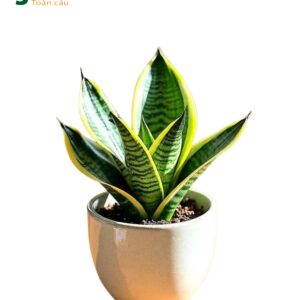 Alternative view of CÂY LƯỠI MÈO (DWARF SNAKE PLANT)-"Trạm Oxy mini tại vùng thở & Lá chắn bức xạ tầm thấp"