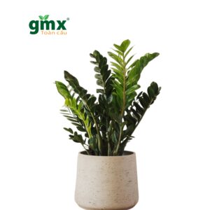 CÂY KIM TIỀN (ZZ PLANT) - "Biểu tượng Sinh tồn & Chuyên gia xử lý Hóa chất BTEX"