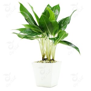 Alternative view of CÂY BẠCH MÃ HOÀNG TỬ - "Phong độ Nam nhi & Hiệu ứng Làm mát Thị giác"