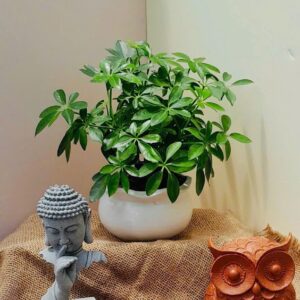 Alternative view of CÂY NGŨ GIA BÌ (SCHEFFLERA)-"Khắc tinh Sinh học của Muỗi & Liệu pháp Mùi hương Tự nhiên"