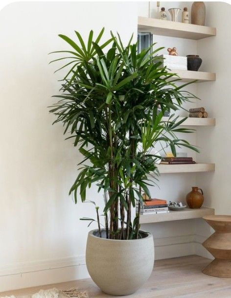 CÂY TRÚC MÂY - "Khắc tinh của khí Amoniac và vẻ đẹp thanh cao quý phái" - Ảnh 3