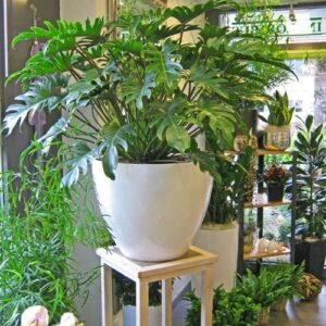 Alternative view of CÂY TRẦU BÀ THANH XUÂN-"Kiệt tác Điêu khắc Sinh học & Hệ thống Lọc khí Cộng sinh Đa tầng"