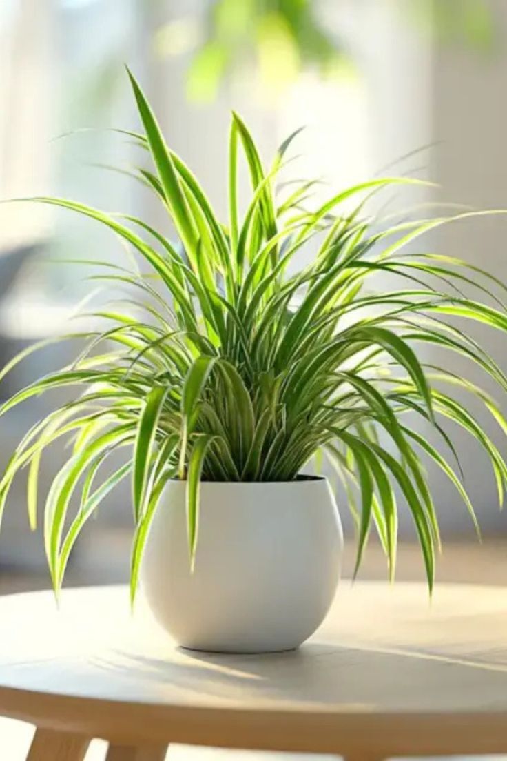 CÂY LAN CHI (SPIDER PLANT) - "Nhà máy xử lý Carbon Monoxide & Tốc độ làm sạch siêu tốc" - Ảnh 3