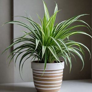 Alternative view of CÂY LAN CHI (SPIDER PLANT) - "Nhà máy xử lý Carbon Monoxide & Tốc độ làm sạch siêu tốc"   