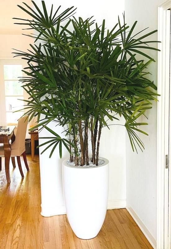 CÂY TRÚC MÂY - "Khắc tinh của khí Amoniac và vẻ đẹp thanh cao quý phái" - Ảnh 4