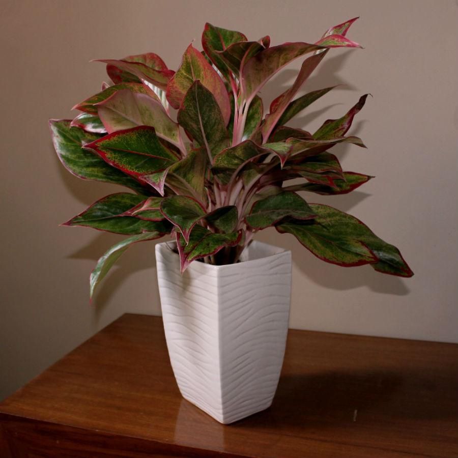 CÂY PHÚ QUÝ (AGLAONEMA RED)-"Sắc đỏ Thịnh vượng & Năng lượng Tích cực" - Ảnh 2