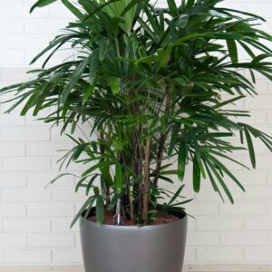 Alternative view of CÂY TRÚC MÂY - "Khắc tinh của khí Amoniac và vẻ đẹp thanh cao quý phái"