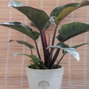 Alternative view of CÂY ĐẾ VƯƠNG ĐỎ (PHILODENDRON IMPERIAL RED)-"Sắc đỏ Quyền lực & Bộ lọc không khí Đa tầng"