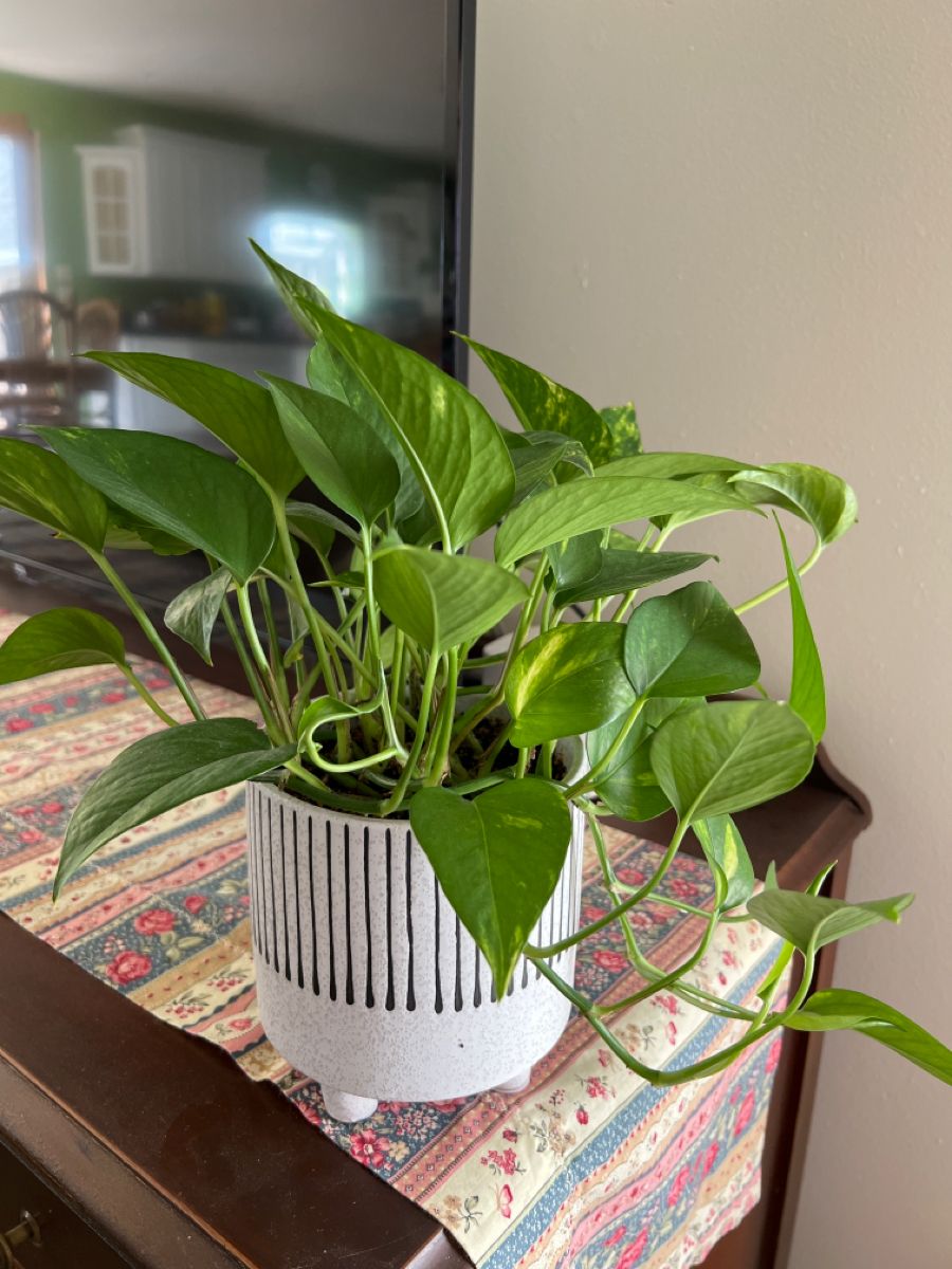 CÂY TRẦU BÀ (GOLDEN POTHOS) - "Kẻ hủy diệt Ozone văn phòng & Nhà vô địch lọc Formaldehyde" - Ảnh 3