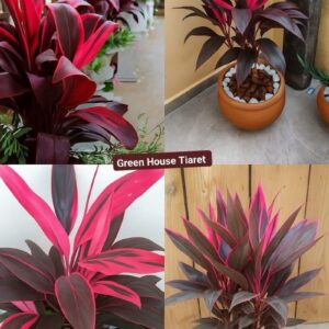 Alternative view of CÂY HUYẾT DỤ (TI PLANT) - "Dược liệu sống quý giá & Năng lượng Bảo vệ mạnh mẽ"