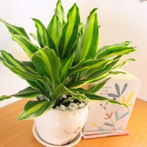 Alternative view of CÂY THIẾT MỘC LAN (CORN PLANT)-"Chuyên gia xử lý Hóa chất Xây dựng & Biểu tượng của Khởi Sinh"