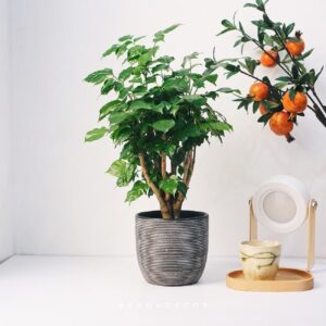 Alternative view of CÂY HẠNH PHÚC (CHINA DOLL)-"Nhà máy Oxy Mật độ cao & Liệu pháp Fractal cho Não bộ"