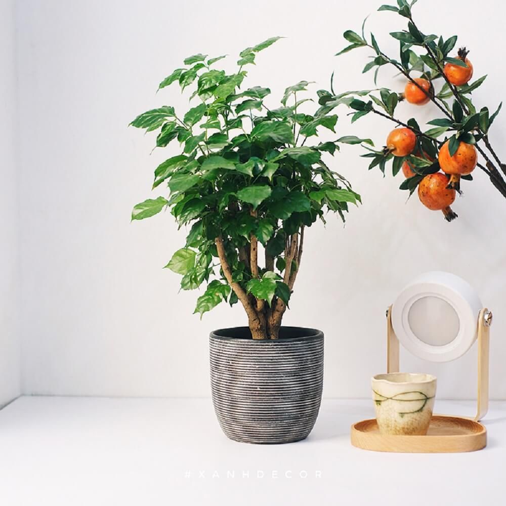 CÂY HẠNH PHÚC (CHINA DOLL)-"Nhà máy Oxy Mật độ cao & Liệu pháp Fractal cho Não bộ" - Ảnh 2