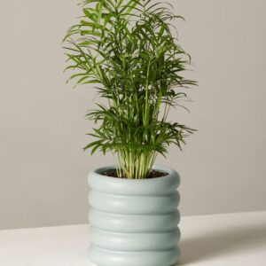 Alternative view of CÂY CAU HAWAII (BAMBOO PALM)-"Điểm 9/10 của NASA & Máy Phun Sương Sinh Học Tự Nhiên"