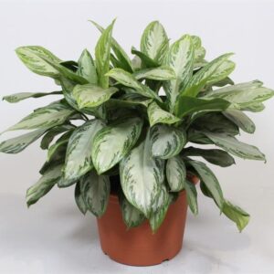 Alternative view of CÂY NGÂN HẬU (SILVER QUEEN)-"Hiệu ứng Gương Sinh Học & Khả năng Kháng khuẩn Tự nhiên"