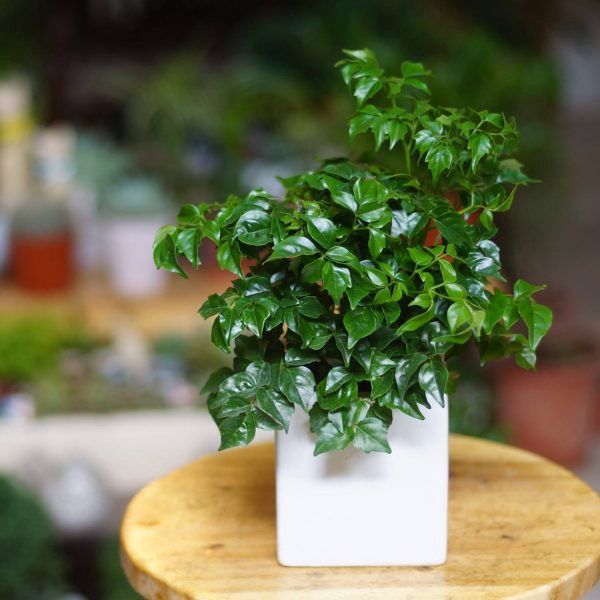 CÂY HẠNH PHÚC (CHINA DOLL)-"Nhà máy Oxy Mật độ cao & Liệu pháp Fractal cho Não bộ" - Ảnh 3