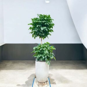 Alternative view of CÂY HẠNH PHÚC - Nhà máy oxy mật độ cao và giải pháp tâm lý cho văn phòng hiện đại