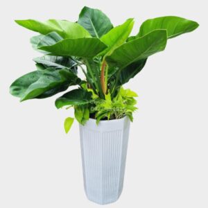 Alternative view of CÂY ĐẾ VƯƠNG XANH -"Lá chắn quyền uy và bộ lọc khí độc tầm thấp"